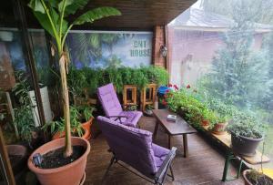 une terrasse avec des chaises violettes, une table et des plantes dans l'établissement DNT HOUSE & Spa, à Cîrcea