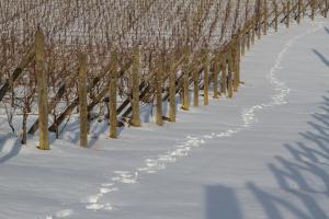 Il Roncal Wine Resort - for Wine Lovers v zime