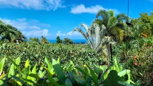 a corn field with palm trees and the ocean in the background at Gwadakaz in Sainte-Rose
