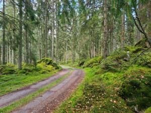 eine unbefestigte Straße mitten im Wald in der Unterkunft Tosthult holiday 3 in Lönsboda