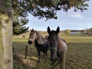 two horses standing behind a fence in a field at Ferienwohnung in Mittelsaida in Großhartmannsdorf