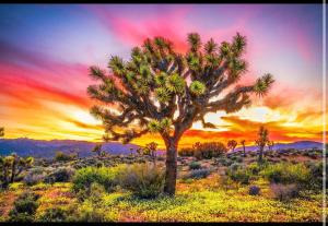 a palm tree in the desert with a sunset at Desert Dreamer in Yucca Valley