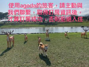 Altri animali domestici presso la stanza in casa privata o nei dintorni