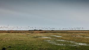 a large flock of birds flying over a field at Seaside 43 in Sankt Peter-Ording