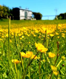 a field of yellow flowers in the grass at Hut Haf in Talacre