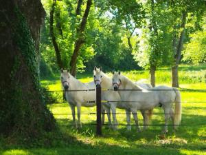 un grupo de caballos blancos parados detrás de una valla en Maison de campagne au cœur d'un élevage de poneys connemara en Le Landreau