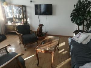 uma sala de estar com um cão sentado numa cadeira em Husarska Swinemünde em Świnoujście