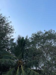 a palm tree in front of some trees at AVVAIRAM SERVICE APARTMENT G8 in Chennai