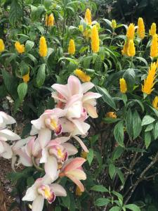a bunch of flowers on a bush at Glamping y Cabañas SPLENDOR VILLA EL EDEN in Cali