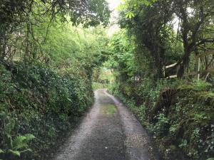 uma estrada de terra no meio de uma floresta em Higher Trenear Farm B&B em Helston