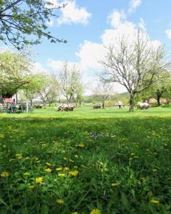 un campo de césped verde con flores y árboles en Balabanağa Çiftliği Camping, 