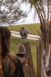 Uma mulher está a olhar para um rinoceronte atrás de uma cerca. em Buff & Fellow Eco Cabins em George
