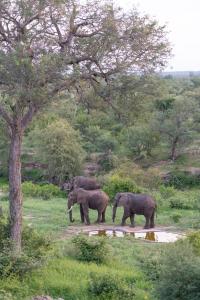 Tres elefantes parados en un campo cerca de un árbol en Sausage Tree Safari Camp, en Balule Game Reserve