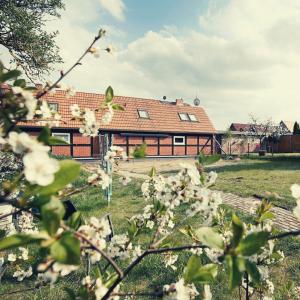 a house in the background with flowers in the foreground at Urlauberei Malchow in Malchow