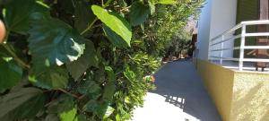 A garden outside Leros Eleonas ApartmentS