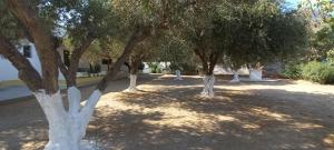 A garden outside Leros Eleonas ApartmentS