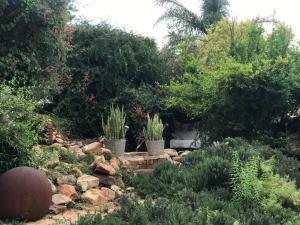a garden with cacti and other plants and trees at Aloe Klerksdorp in Klerksdorp