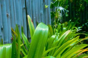 a green plant with raindrops on it next to a fence at Villa Samalas Resort and Restaurant in Gili Meno