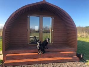 two dogs are sitting in a gazebo at Manor Farm Stay in Sutton on Sea