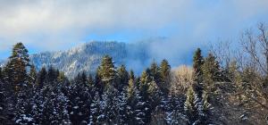 uma montanha coberta de neve com árvores em primeiro plano em Mountain Resort Gantiadi em Borjomi mais 119 fotografias
