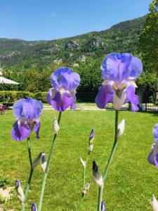 een groep paarse bloemen in het gras bij GITE chez "Chambre D'Hôtes Sandra" in Annot