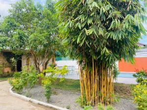 a group of bamboo trees in a garden at Aradhana Airport Transit hotel in Katunayaka