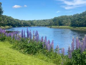 a field of purple flowers next to a river at Little Rosslyn in Perth