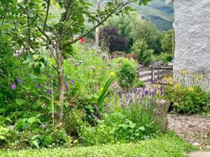 un jardín con flores púrpuras y una valla en The Croft where Architecture Meets Serenity, en Lochearnhead