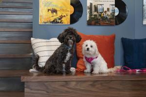 two dogs sitting on a table in a living room at Moxy Nashville Vanderbilt Area in Nashville