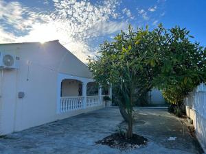 a tree in a yard next to a white building at Casa Augusto in Willemstad