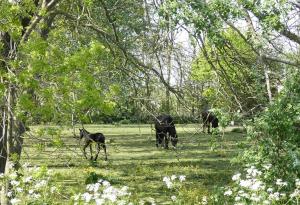 eine Gruppe von Pferden auf einem Feld mit Bäumen in der Unterkunft De Fryske Wyn in Ferwerd