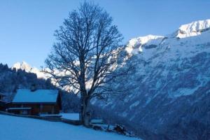 a tree in the snow next to a mountain at Gfell in Matt