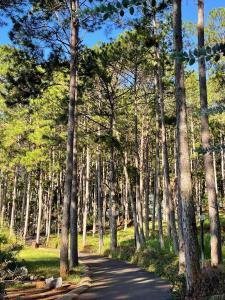 a tree lined road with a bunch of trees at Omirita Resort Dalat in Da Lat