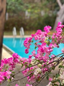 resort hoshihana في شيانغ ماي: حفنة من الزهور الزهرية بجوار حمام السباحة