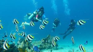 un gruppo di persone che nuotano nell'oceano con i pesci di Sunia Loka Bungalows & Dive Center a Pemuteran