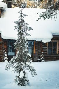 a snow covered pine tree in front of a house at Economy Lomailevi in Levi