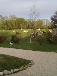 uma manada de cavalos a pastar num campo de relva em Dépendance pour 1 à 4 pers au calme dans propriété em Marboz