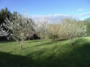 un groupe d'arbres avec des fleurs blanches dans un champ dans l'établissement Dépendance pour 1 à 4 pers au calme dans propriété, à Marboz