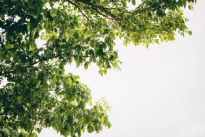 un primer plano de un árbol con hojas verdes en Middleton Beach by the BnB Collection, en Albany