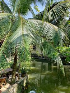 a couple of palm trees and a pond at Khách sạn Sao Mai in Ben Tre