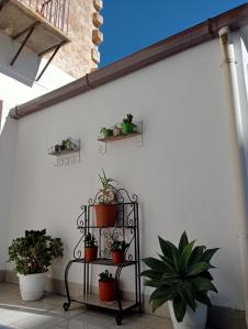 a group of potted plants on a white wall at Dietro il massimo in Palermo