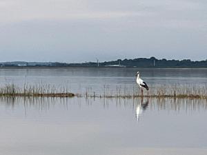 a bird standing in the middle of a body of water at La Balsa in José Ignacio