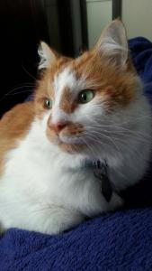 an orange and white cat laying on a blue blanket at Honey Wines Australia Meadery Room 1 in Broke