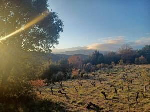 un champ planté d’arbres dans un champ rayé du soleil dans l'établissement Un petit oasis en plein centre de Céret., à Céret