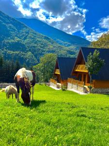 a horse and a sheep grazing in a field at Villa Dardania in Peje
