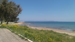 a beach with a field of flowers and the ocean at Crystal Home near Airport in Artemida