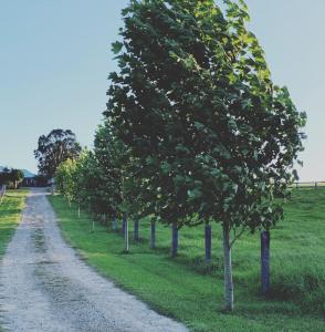 una fila de árboles al lado de un camino de tierra en Thamarra Cottage, en Gleniffer