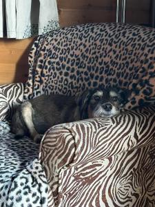 un perro tirado en un sofá con estampado de guepardo en Petite Noel, en Güssing