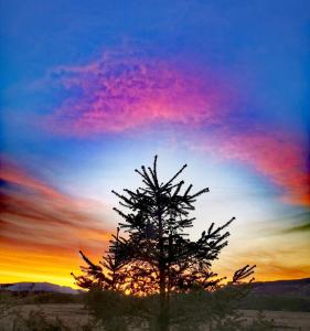 a tree in the desert with a sunset in the background at Bluebell in Newton Stewart