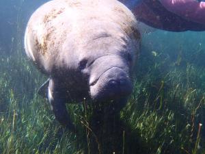 a hippo swimming in the grass in the water at Sweet retreat in the springs NOT waterfront property in Homosassa
